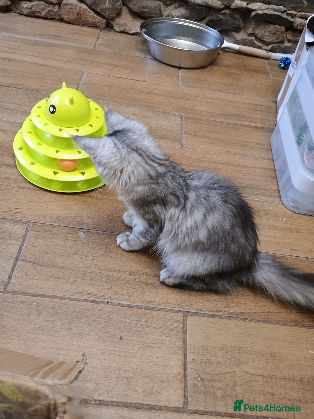 Maine Coon cats for sale: Stunning Maine coone female  - Advert 5