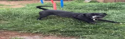 Mixed Breed dogs for sale: Cane cross looking for loving home  - Advert 3