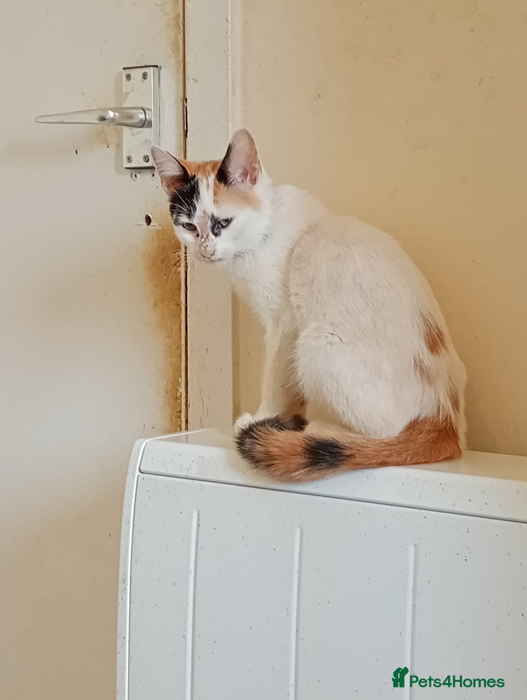 Mixed Breed cats for sale: Friendly kitten for sale to go to a loving home. - Image 2