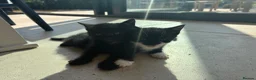 Mixed Breed cats for sale: Beautiful kittens  - Advert 3