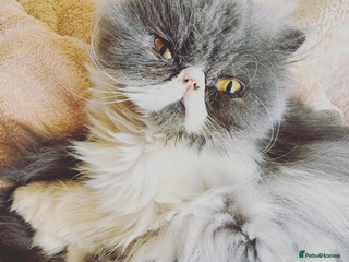 Persian cats GCCF Proven Queen from Grandchampion lines - Advert 1