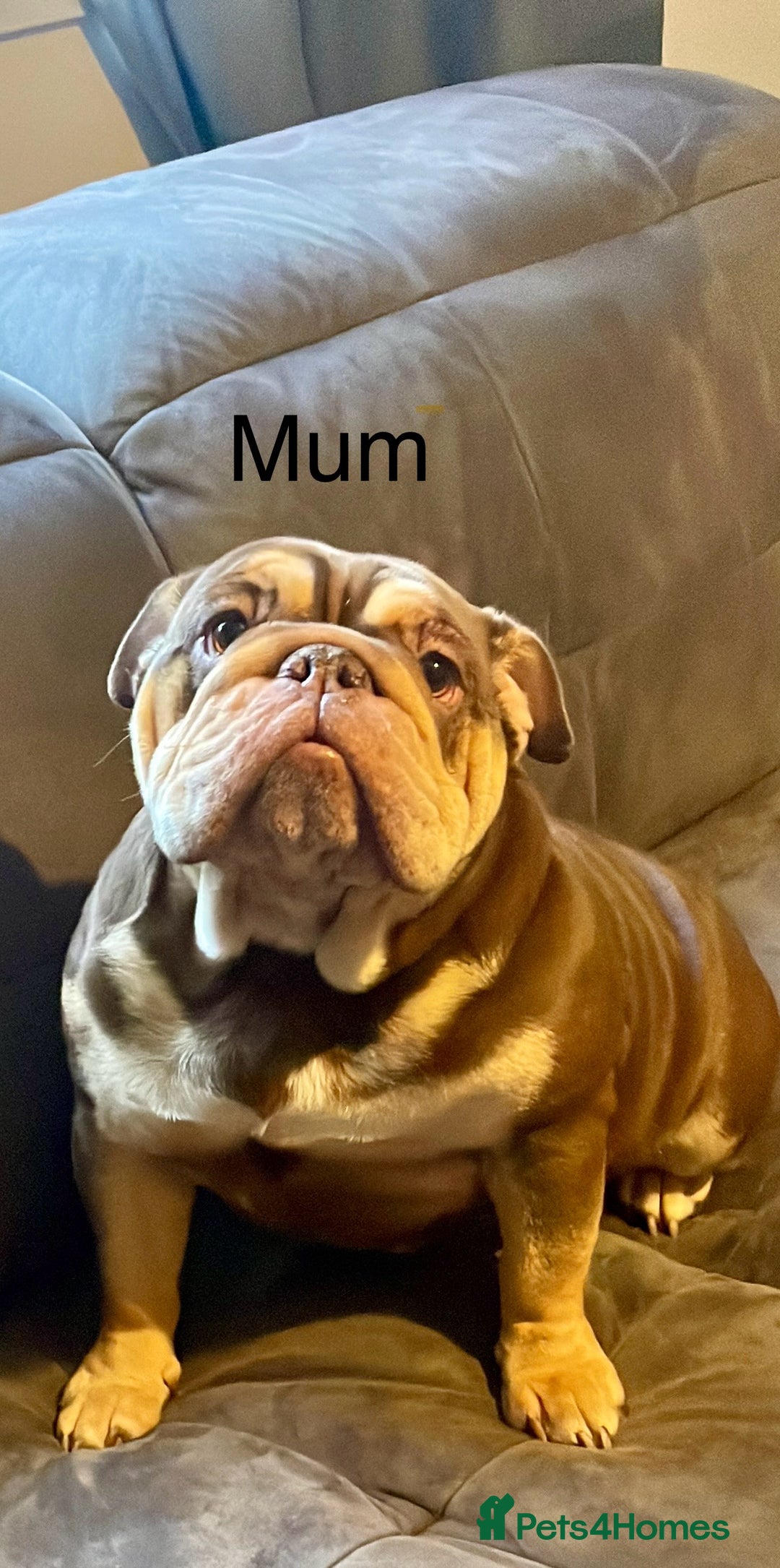 English Bulldog dogs for sale: TOP CLASS  English Bull Dog puppies  - Advert 1
