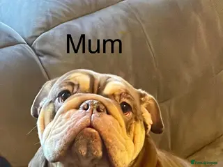 English Bulldog dogs TOP CLASS English Bull Dog puppies - Advert 8
