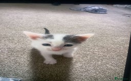 British Longhair cats for sale: 4 kittens  - Image 3