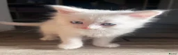 Turkish Angora cats for sale: Turkish Angora Playful Kittens - Advert 34