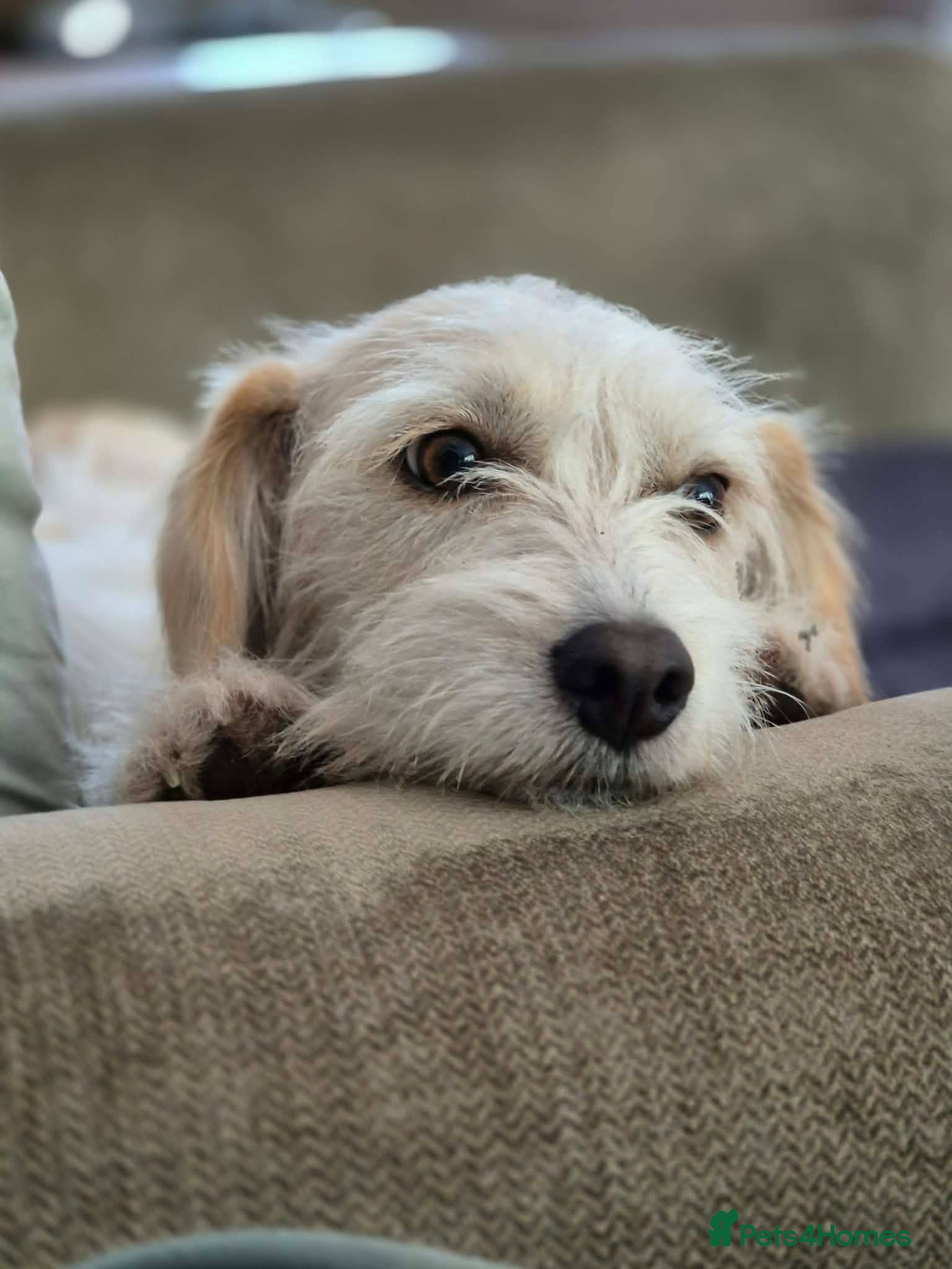 Mixed Breed dogs Could Lula Be The Little Girl For You? - Advert 2