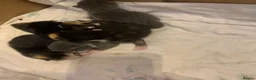 Mixed Breed cats for sale: Beautiful baby kittens 🐱  - Advert 12