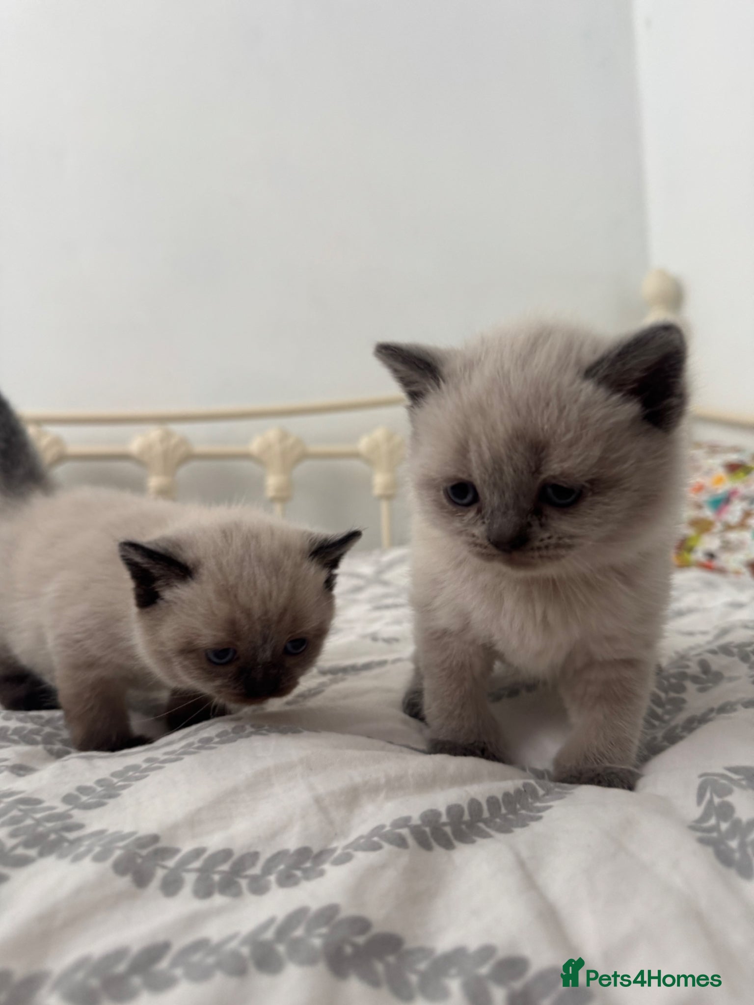 Mixed Breed cats for sale: Lovely British and Scottish short hair kittens in Wigston - Advert 11
