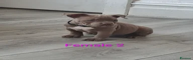 American Bully Puppy 6
