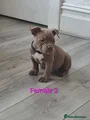 American Bully Puppy 6