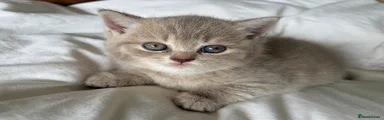 British Shorthair 4