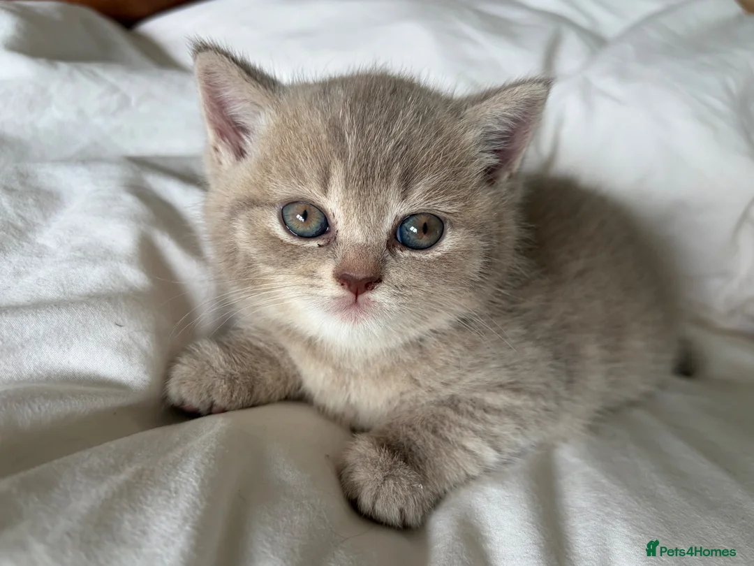 British Shorthair cats for sale: Stunning British shorthair kitten  - Advert 2