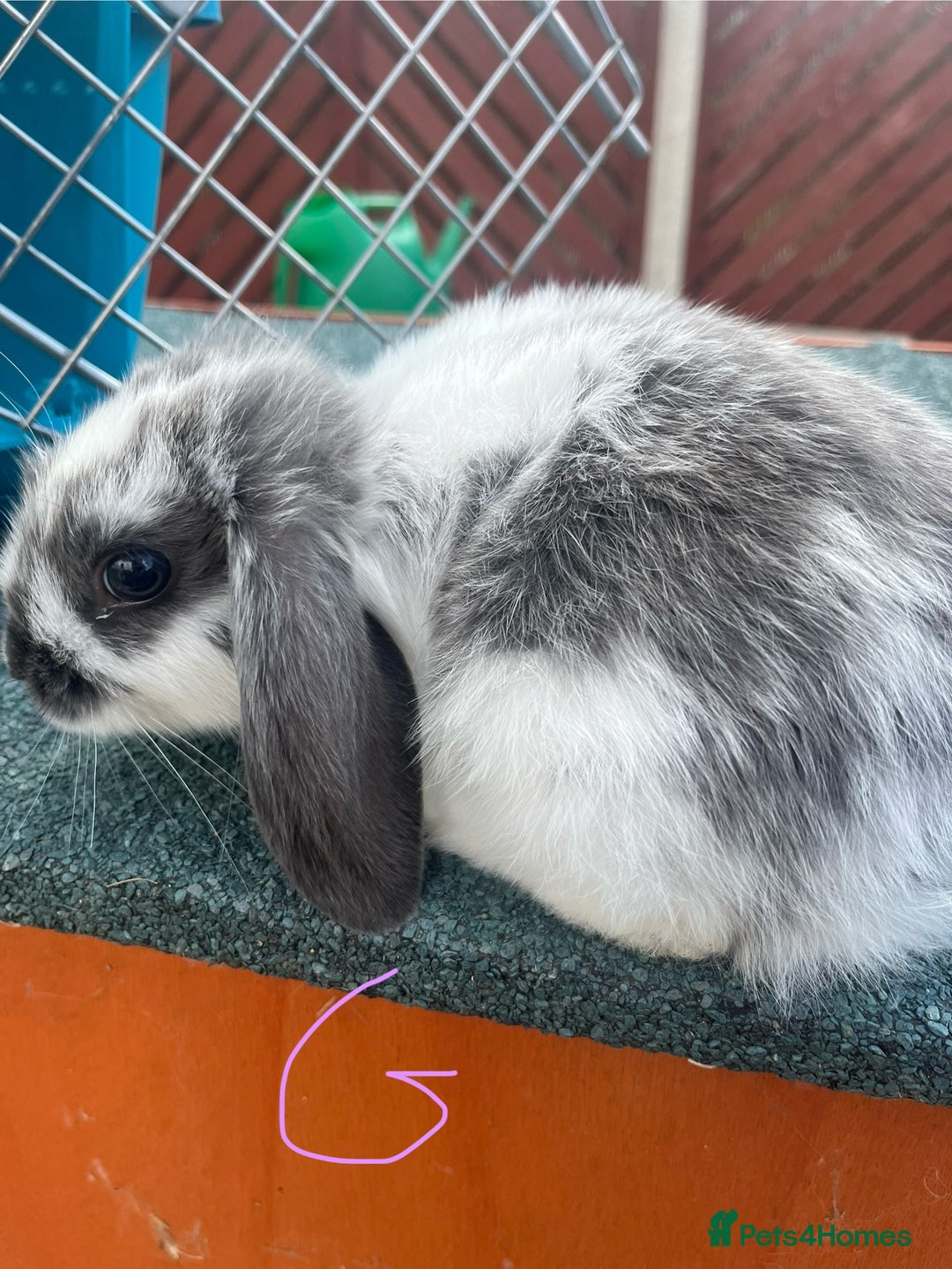 English Lop rabbits for sale: Beautiful bunnies in Pontefract - Image 4