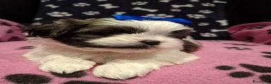 Shih Tzu Puppy 1