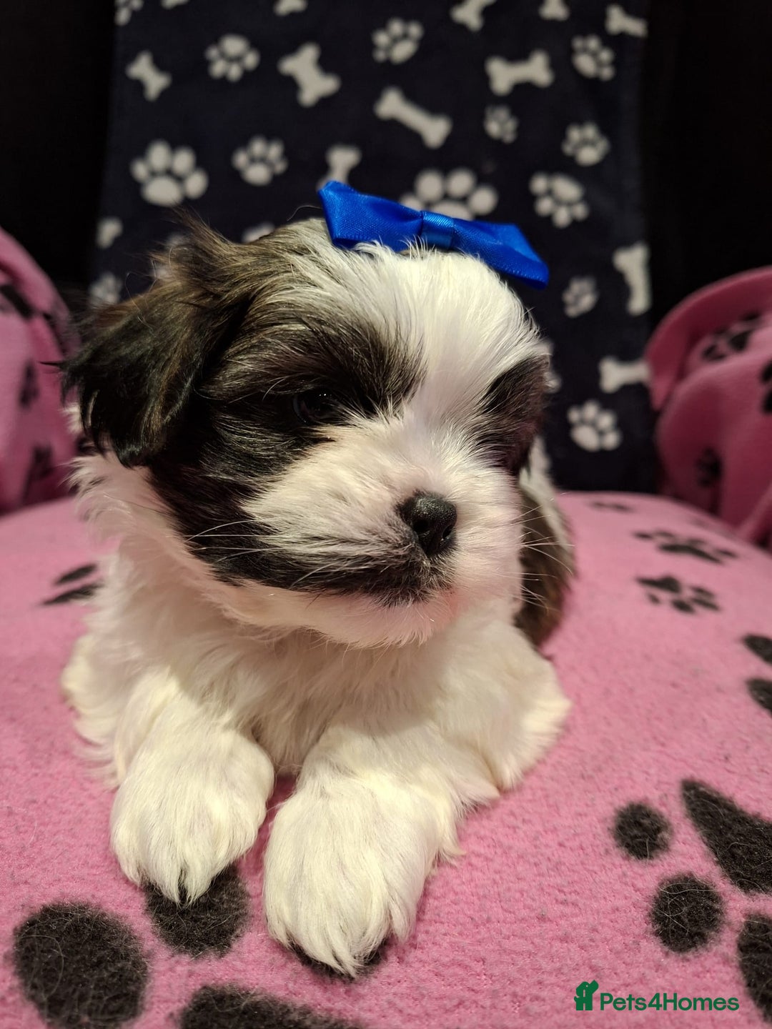 Shih Tzu dogs for sale: Shih tzu puppies ready to reserve - Advert 13