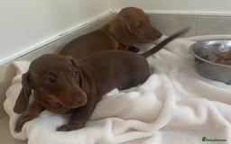 Miniature Dachshund dogs for sale: Miniature dachshund for sale - Image 1