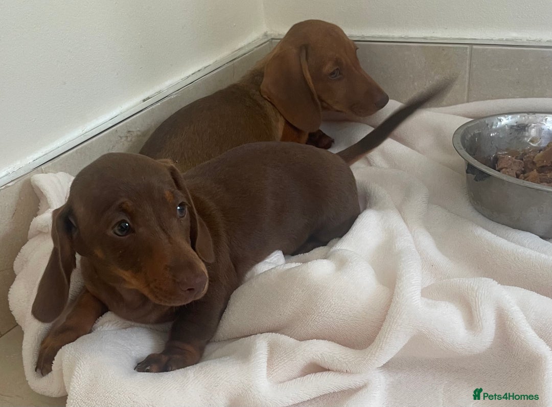 Miniature Dachshund dogs for sale: Miniature dachshund for sale - Image 1