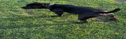 Staffordshire Bull Terrier dogs for sale: KC Black Puppies Ready Now - Advert 27