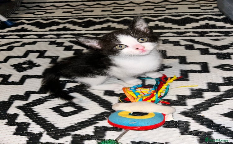 Domestic Shorthair cats - Advert 12