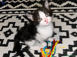 Domestic Shorthair cats - Advert 21