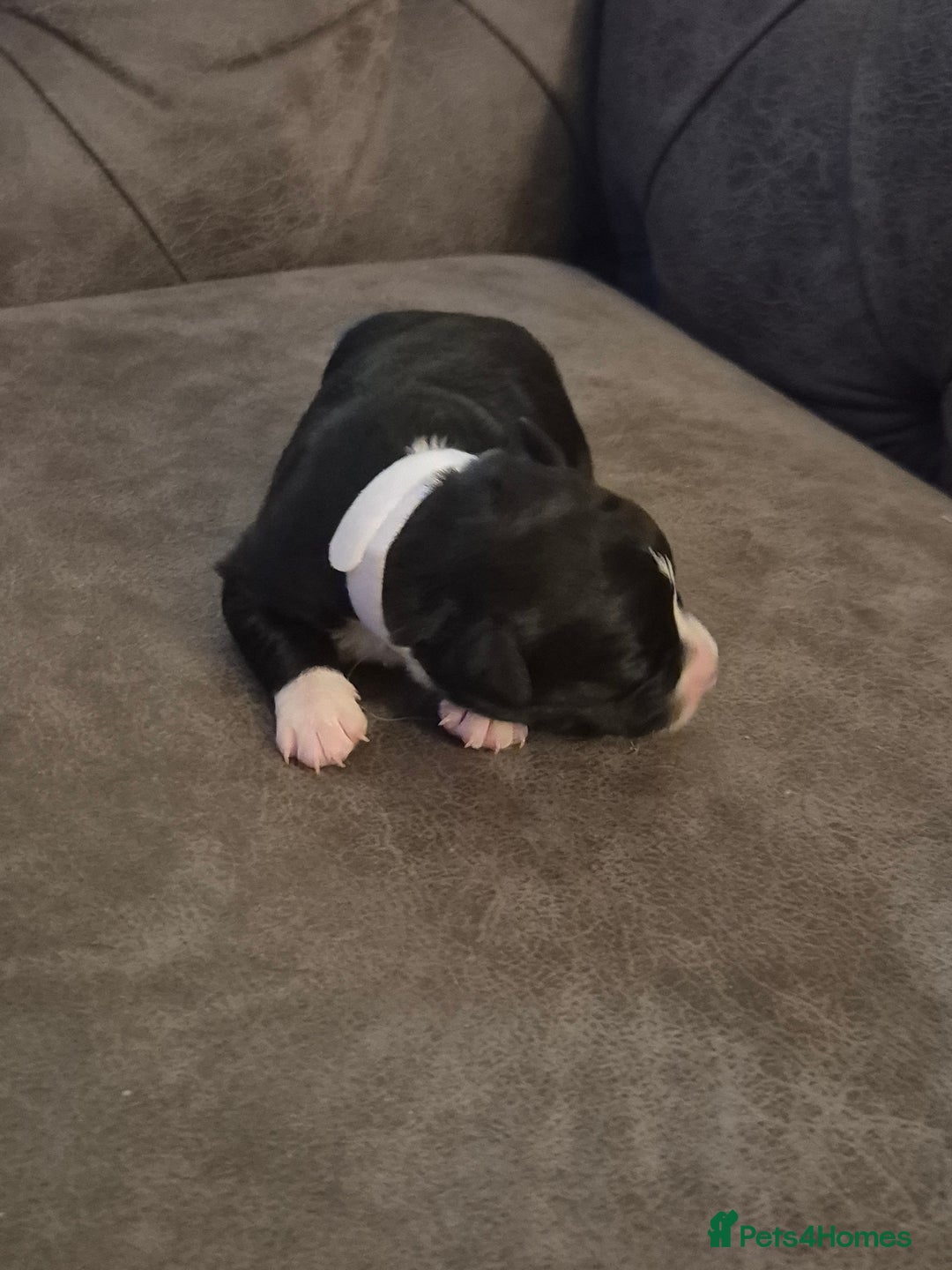 Sprollie dogs for sale: Sprollie puppies - Advert 3