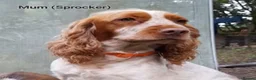 Sprocker dogs for sale: Sprocker x Cocker Spaniel Puppies - Advert 9
