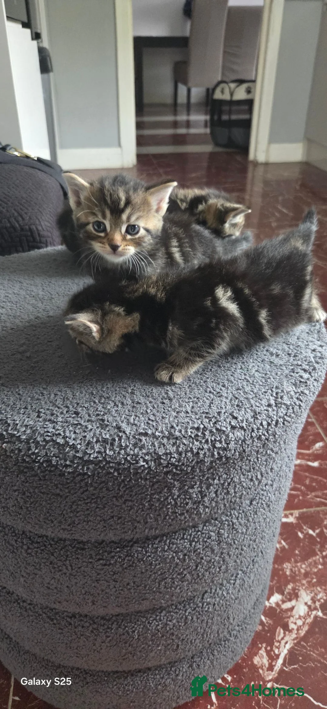 Mixed Breed cats for sale: 5 Beautiful Persian Cross Kittens - Advert 13