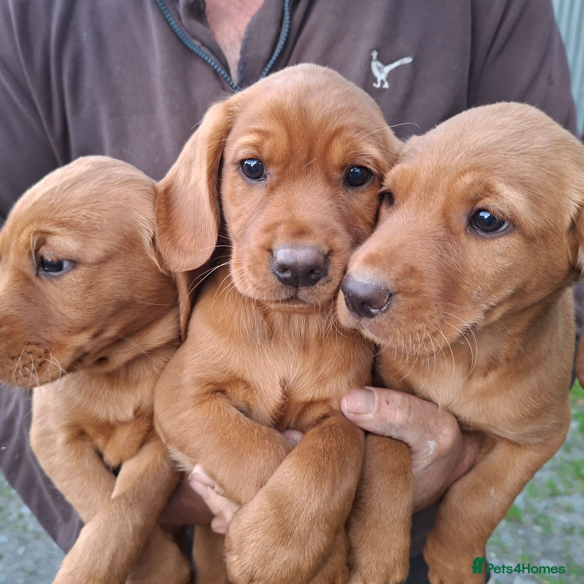 Cockerdor dogs Fox red cockerdor puppies - Advert 9