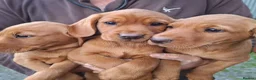 Cockerdor dogs for sale: Fox red cockerdor puppies - Advert 1