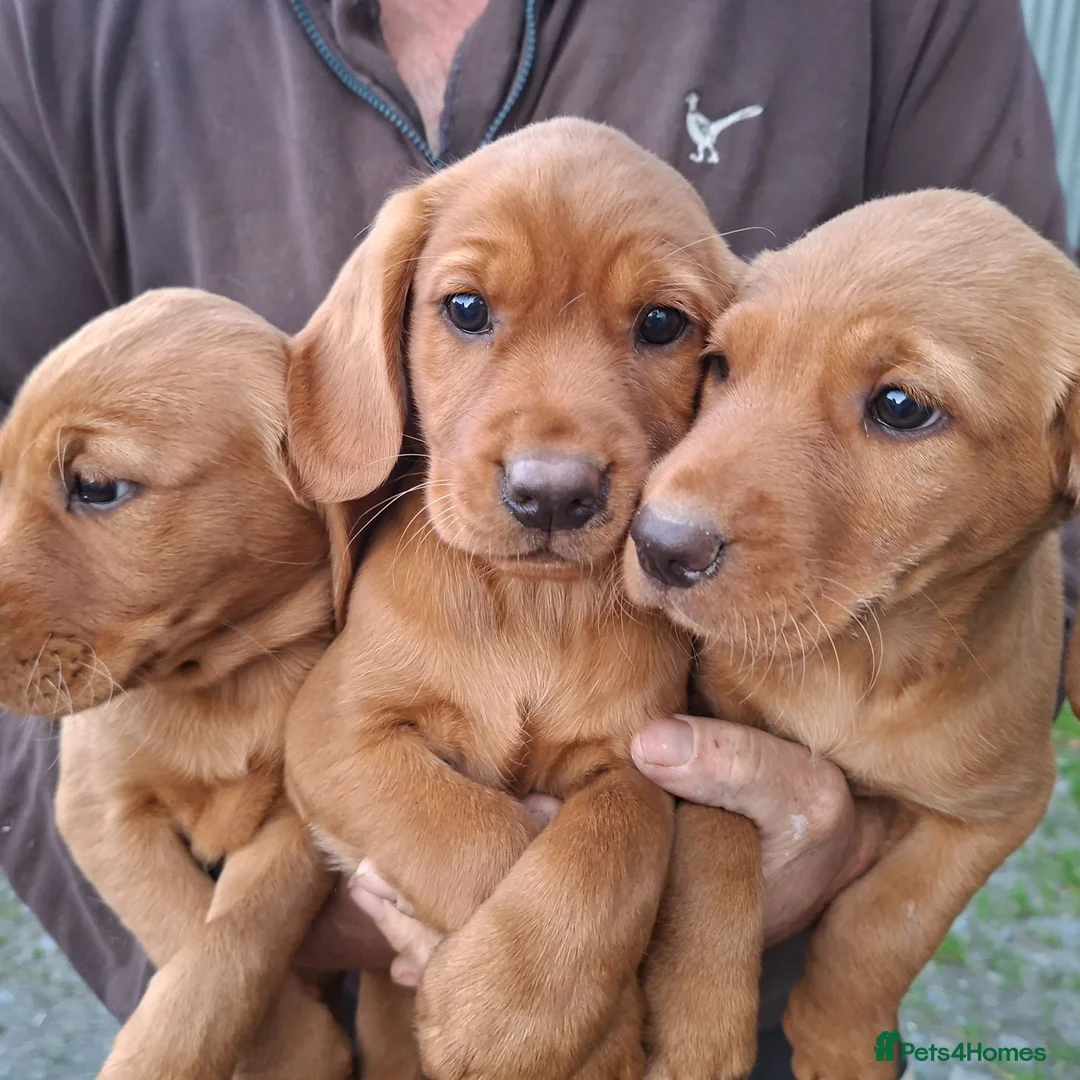 Cockerdor dogs for sale: Fox red cockerdor puppies - Advert 1