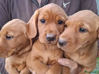 Cockerdor dogs Beautiful Fox Red Cockerdor - Advert 4