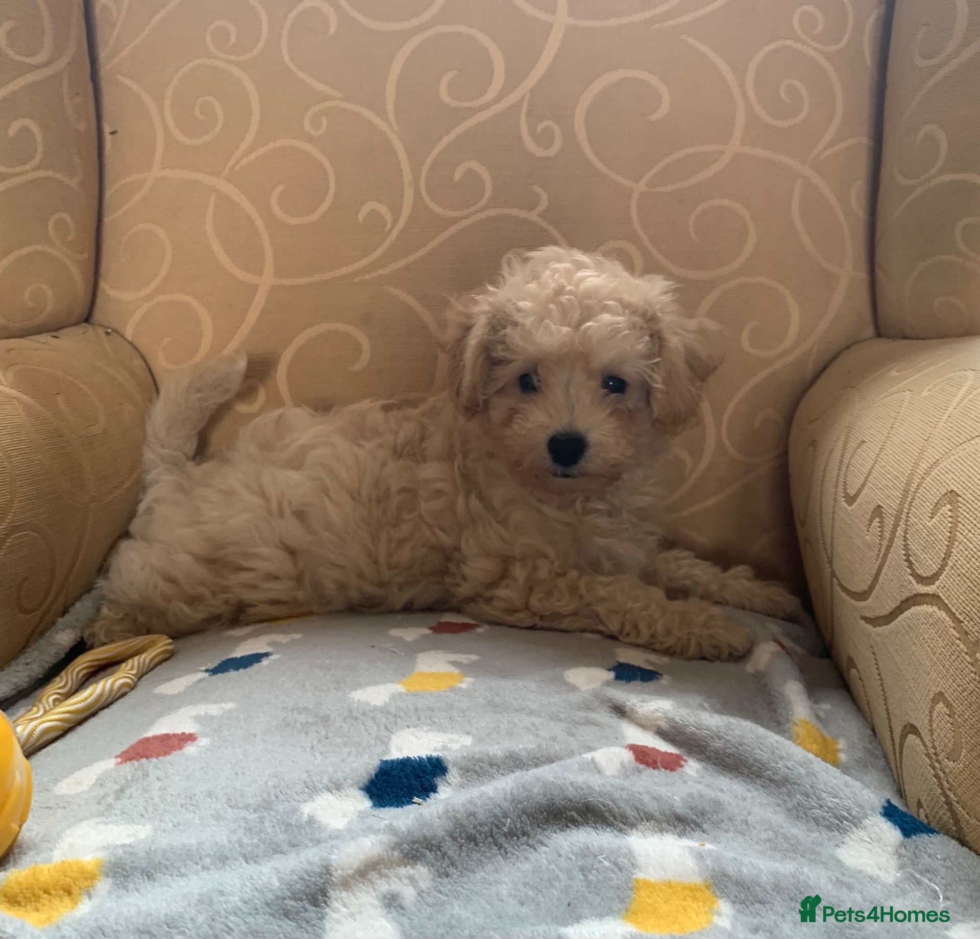 Poochon dogs Outstanding Poochon puppies  - Advert 1