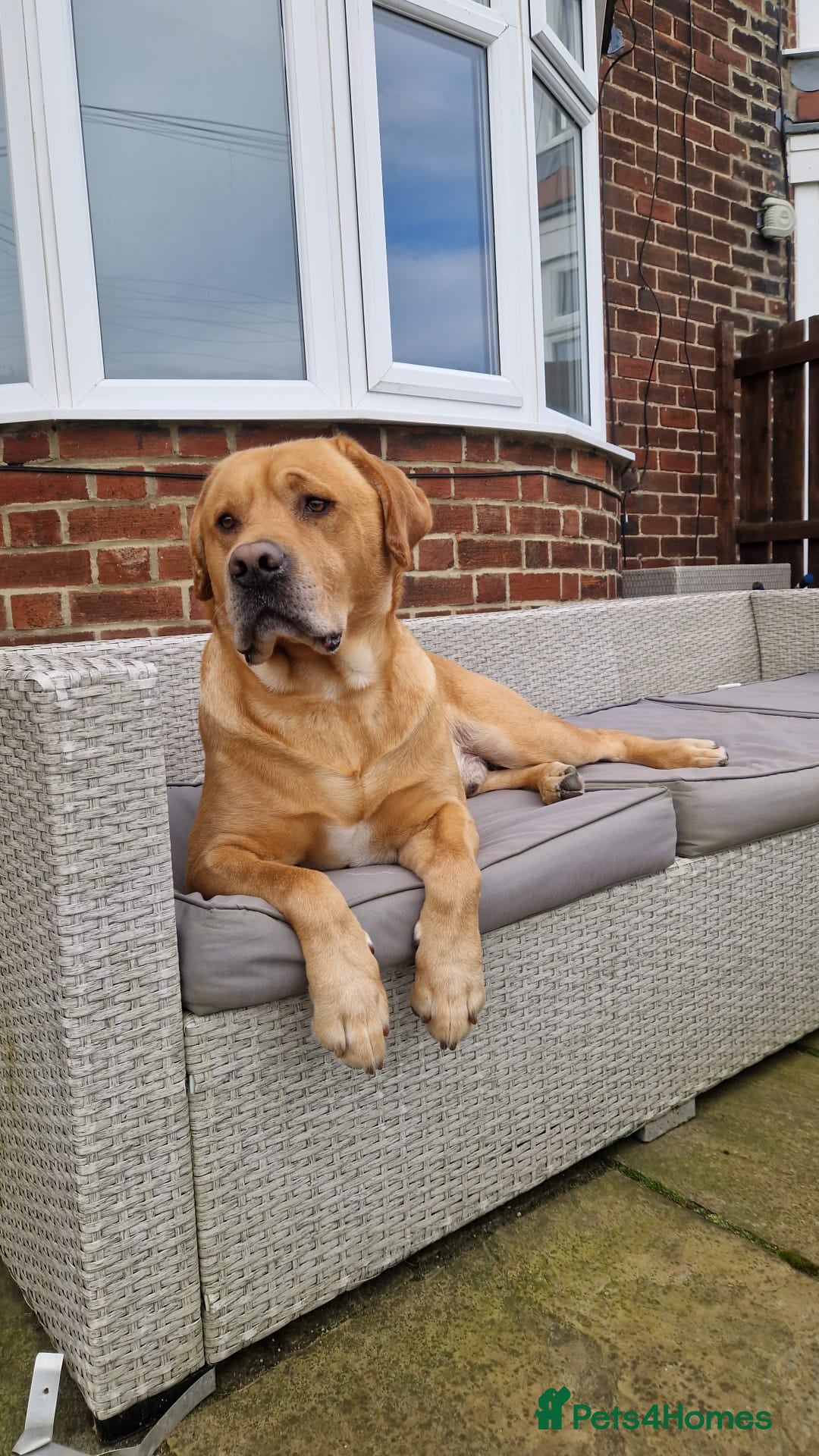 Golden Retriever dogs for stud: Male dog for stud - Advert 2