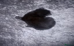 British Longhair cats for sale: X5 ragdoll crossbreed kitten polydactyl  - Advert 2