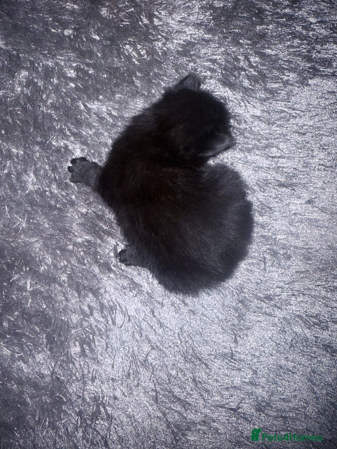 British Longhair cats for sale: X5 ragdoll crossbreed kitten polydactyl  - Advert 2