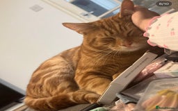 Domestic Shorthair cats for sale: Ginger Boy Lion  - Image 3