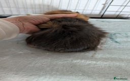 Guinea Pig rodents for sale: Guinea pig boys long haired - Image 4
