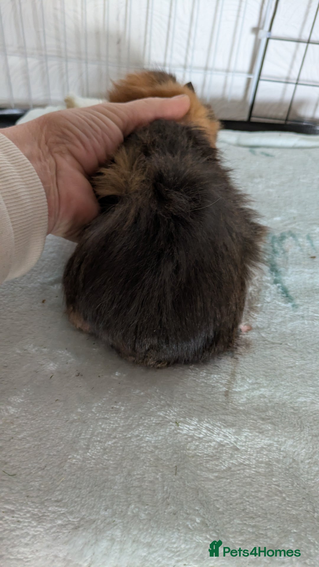 Guinea Pig rodents for sale: Guinea pig boys long haired - Image 4
