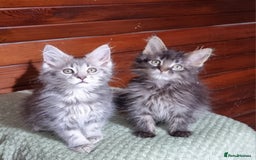 Maine Coon cats for sale: GCCF Pedigree Maine Coon Kittens for sale  - Image 40
