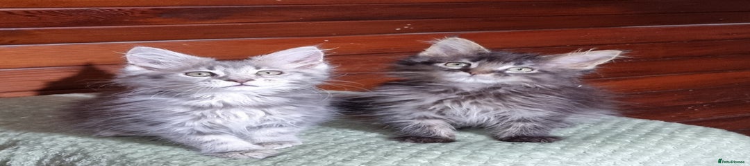 Blue tabby male