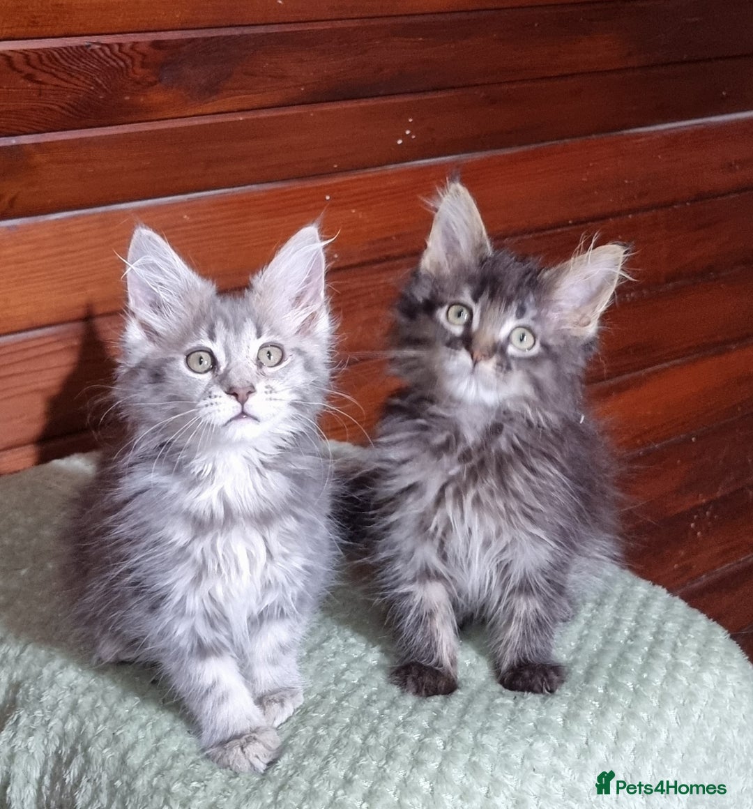 Maine Coon cats for sale: GCCF Pedigree Maine Coon Kittens for sale  - Image 40