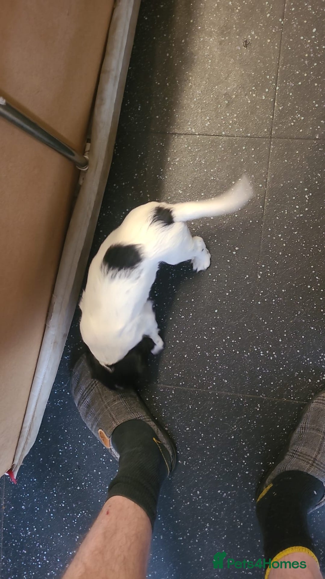 English Springer Spaniel dogs for sale: Kc registered springer spaniel puppies  in Sturminster Newton - Image 3