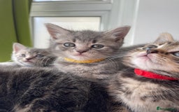 British Shorthair cats for sale: Beautiful kittens❤️ - Image 6