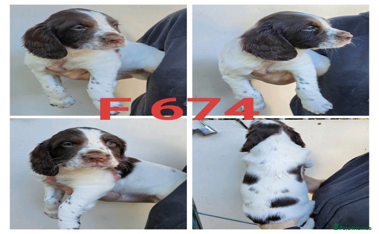 Sprocker dogs - Advert 1
