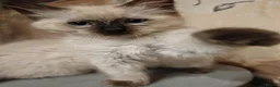Ragdoll cats for sale: 3 beautiful Ragdoll boys ready forr new homes - Advert 5