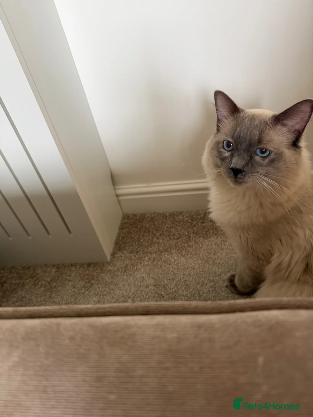 Ragdoll cats for stud: Ragdoll stud  - Advert 2