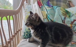 Mixed Breed cats for sale: Mixed Breed Kittens - Image 9