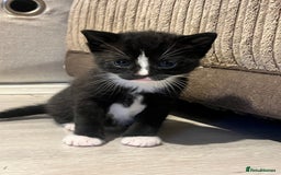Domestic Shorthair cats for sale: Only 2 left - beautiful cuddly litter of 4  - Image 4