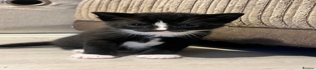 Domestic Shorthair Kitten 3