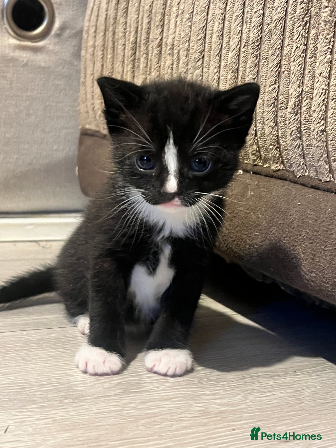 Domestic Shorthair cats for sale: Only 2 left - beautiful cuddly litter of 4  - Image 4